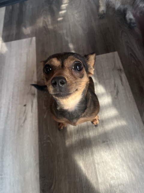 Mixed Breed – Honey bunny – Milwaukee