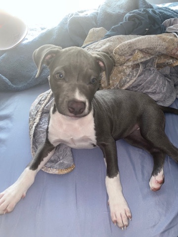 American Pit Bull Terrier – Kitana