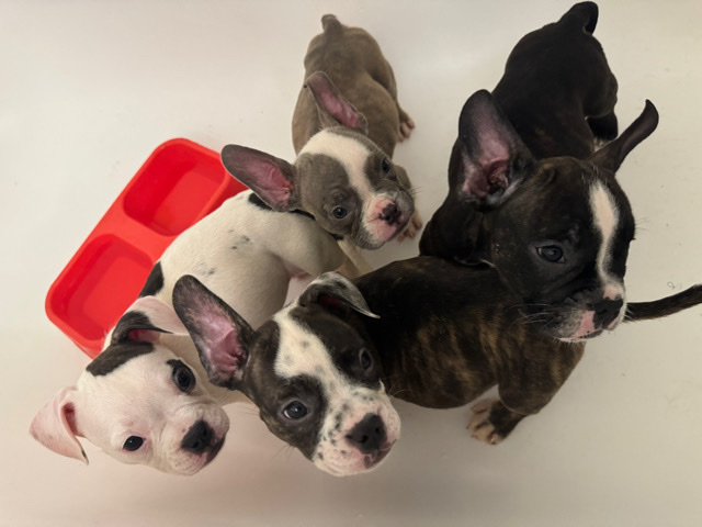 micro bullies