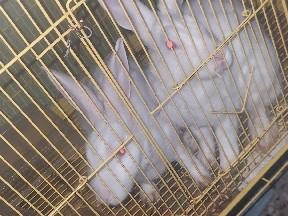 American – rabbit