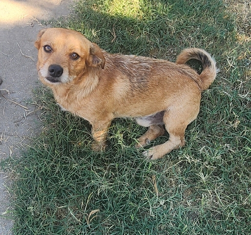 Old English Terrier – Needs a loving home ❤️