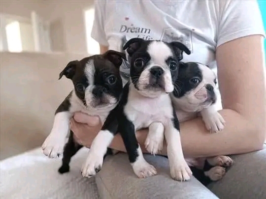 Boston Terrier – Boston Terrier for sale