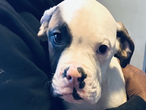 Bulldog – Engam bulldog