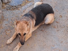 German Shepherd - German shepherd available for adoption in Jaipur