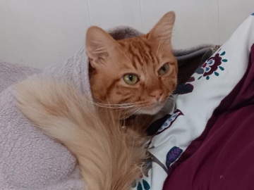 Cat in need of new home asap – Garden Grove