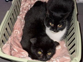 American Wirehair – Bagira & Safira – Witten
