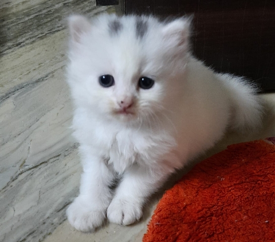 Persian (Modern) – Persian Kitten