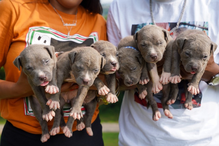 Bull and Terrier – ABKC XL American Bullys