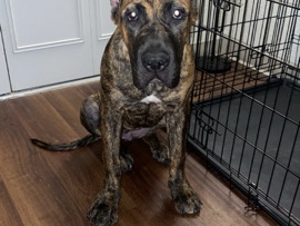 Perro de Presa Canario – PureBred Presa Canario + Suplies – Roseville