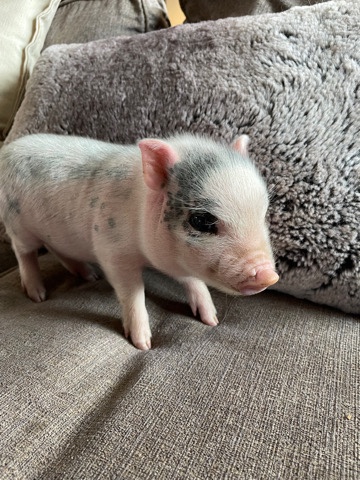 Any – pot belly piggy