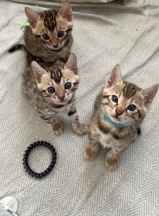 Bengal – Bengal Kittens