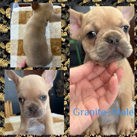 French Bulldog – frenchie puppies