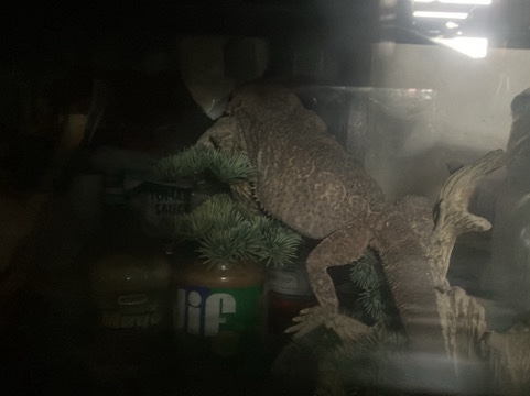Lizard – bearded dragon – Portland