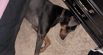 Doberman Pinscher – Doberman for sell