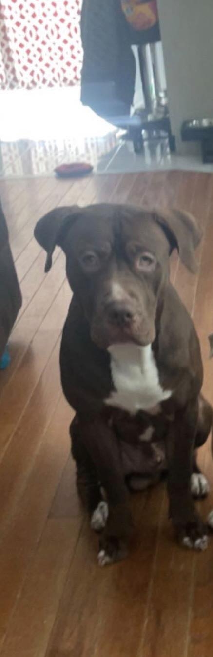 American Bulldog – American bully. named Prince