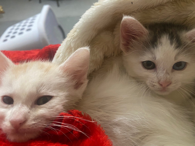 Khao Manee – female and male kittens