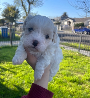Maltese – maltepoo