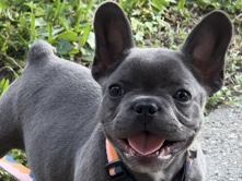 French Bulldog – FRENCHIE – Baton Rouge