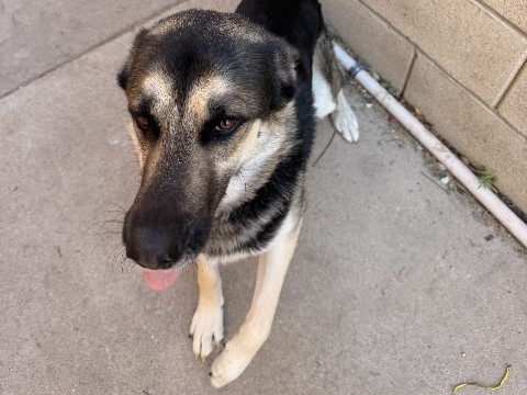 German Shepherd – Trying to find a Home – Fontana