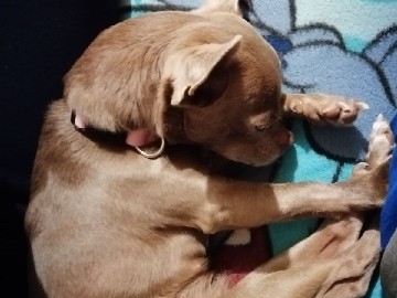 Chihuahua – chihuahua femelle