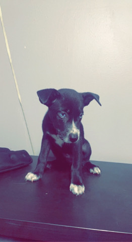 husky/Pitbull mix