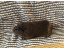 gorgeous male Guinea pig