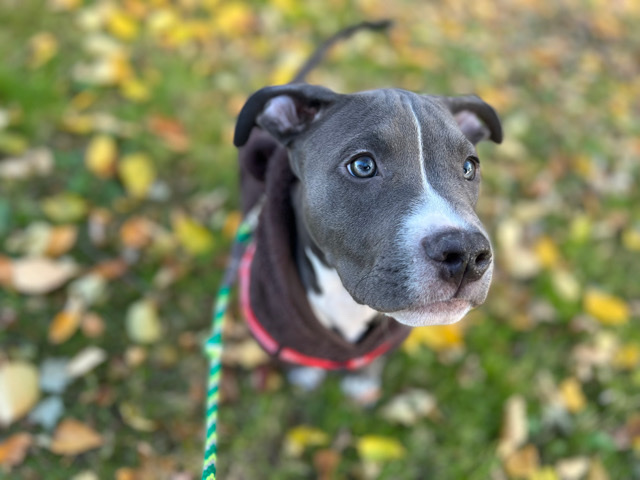 American Pit Bull Terrier – pit bull puppy