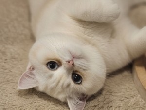 Britisch Kurzhaar Junge Juki