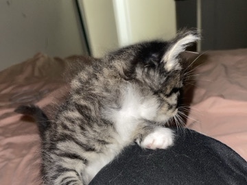 kittens for free. – Jersey City