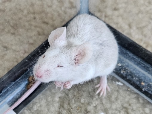 Mouse – Mouse rehoming – Columbus
