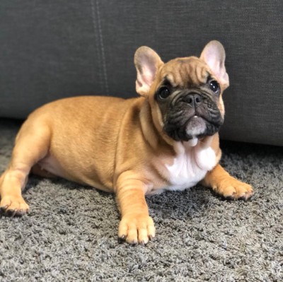 French Bulldog – Two french bulldog puppies available – Atlanta