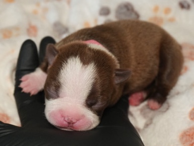 Boston Terrier – Girl Boston Terrier Puppy – Rocklin
