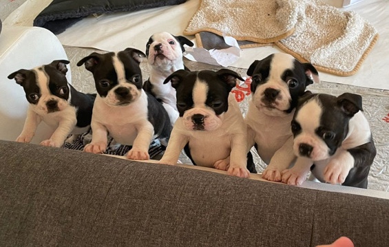 Boston Terrier – KC Registered Pedigree Boston Terrier Puppies