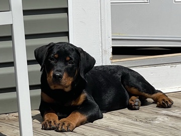 Rottweiler - 4 month old Rottweiler  available for adoption in Hickory Hills