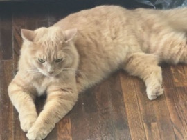 Affectionate Fluffy Male Cat for rehoming – 2 Years Old – Hutchinson