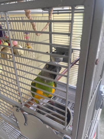 Quaker Parrot – parrot