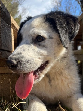 Mimi looking for a home