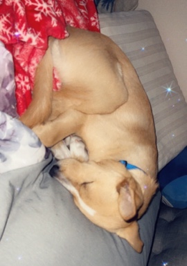 Labrador Retriever – amazing sweet puppy