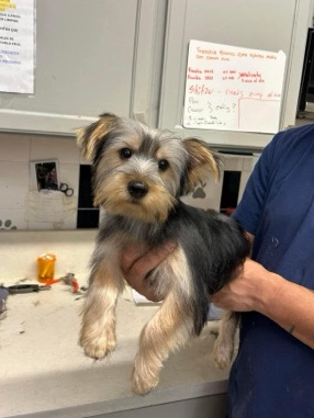 Yorkshire Terrier – Charming Purebred Yorkie for Sale: Loving Home Wan