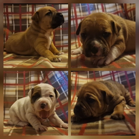 Staffordshire Bull Terrier – Red staffy puppy