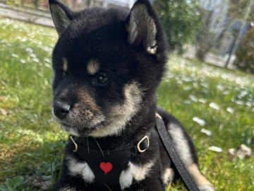 Shiba Inu – Shiba de deux mois – Belfort