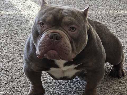 American Bulldog – Kevinhart – Maplewood