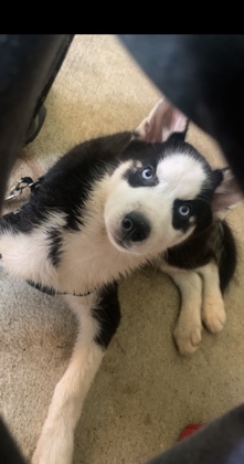 Siberian Husky – husky