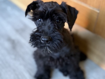 Miniature Schnauzer - mini schnauzer puppies  available for adoption in Manchester