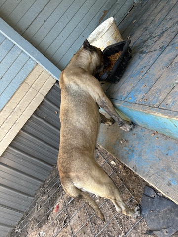 Cane Corso – Rehoming