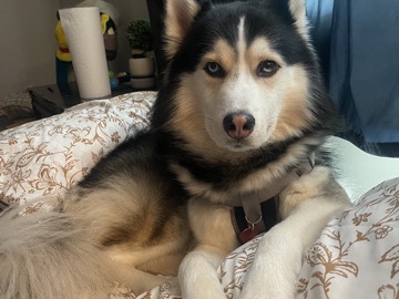 Siberian Husky – Paso – Decatur