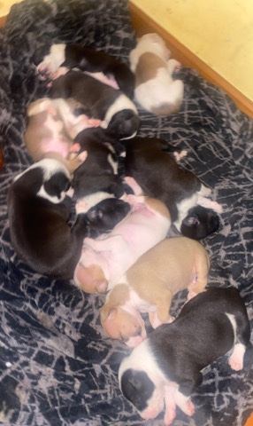 American Pit Bull Terrier – cute pitbull puppies