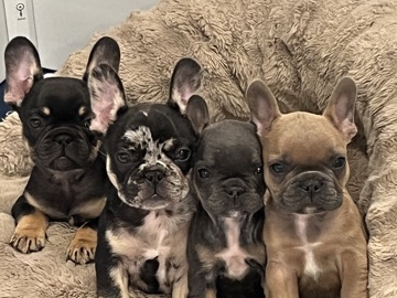 French Bulldog - French Bulldog: Looking for a 4Ever Home available for adoption in Washington