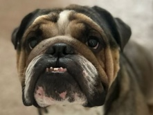 Olde English Bulldogge – Friendly Olde English Bulldogge – 5 Years Old – Hinckley – Hinckley