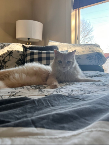 cat for sale